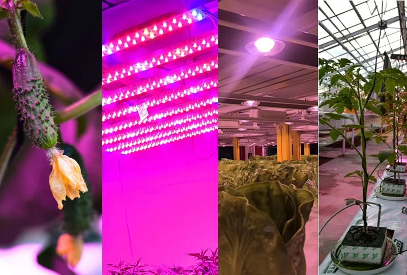 led照明光源品牌設計,植物照明燈珠廠家VI設計,植物照明光源品牌升級